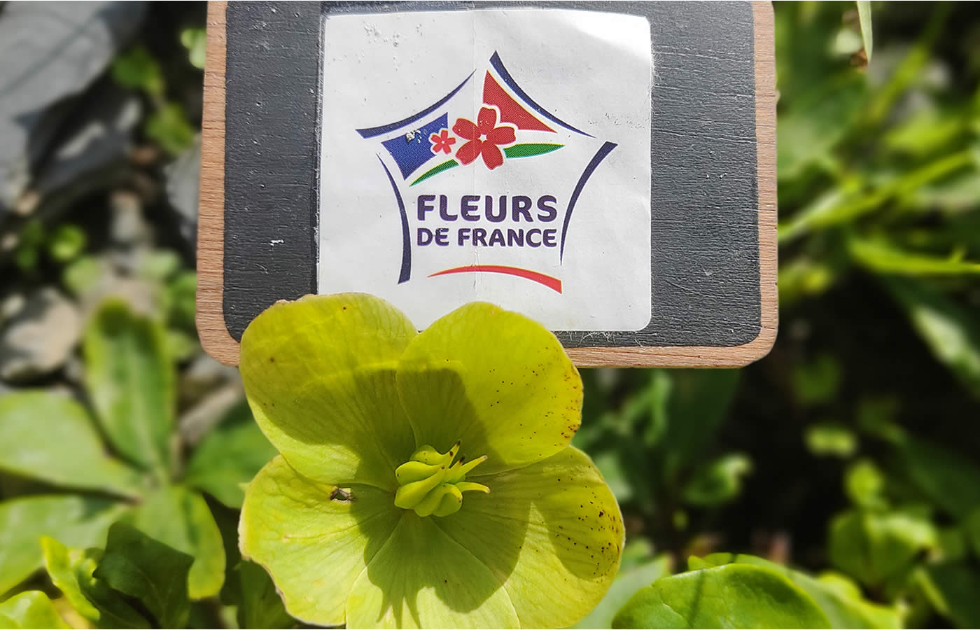 Les fleurs locales & Françaises = Qualité